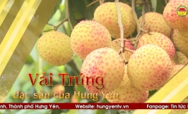 Vải Trứng đặc sản của Hưng Yên