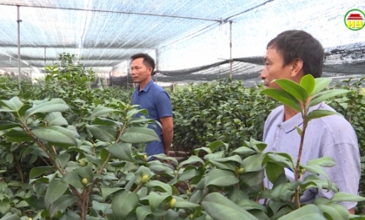 Thôn Ốc Nhiêu chuyển đổi 100 mẫu trồng hoa, cây cảnh đạt giá trị canh tác trên 100 triệu đồng/sào