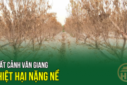 Quất cảnh Văn Giang thiệt hại nặng nề