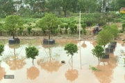 Bảo vệ diện tích trồng hoa, cây cảnh