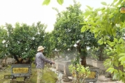 Chăm sóc hoa, cây cảnh phục vụ thị trường cuối năm và Tết