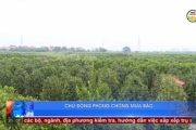 Chủ động phòng chống mưa bão