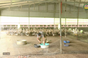 Chuyển đổi sản xuất, nâng cao giá trị nông nghiệp 