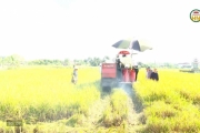  Hưng Yên mùa lúa chín 