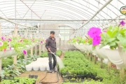 Chăm sóc hoa, cây cảnh phục vụ thị trường Tết