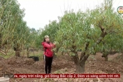 Nhà vườn trồng đào chuẩn bị Tết