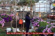 Làng hoa vào vụ Tết