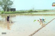 Nông dân gieo cấy lúa xuân