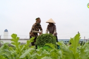 Xã Yên Phú đi đầu trong liên kết sản xuất, tiêu thụ nông sản