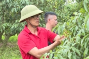 Chăm sóc vải lai chín sớm