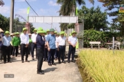 Nghiên cứu, chọn tạo giống lúa mới thích ứng với biến đổi khí hậu