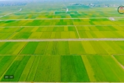 Phát huy truyền thống dẫn đầu về năng suất lúa