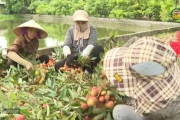 Rộn ràng thu hoạch vải lai chín sớm 