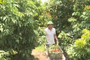 Vải trứng Hưng Yên vào vụ thu hoạch, giá bán cao