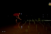 Cấy đêm tránh nắng nóng 