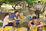 Đưa nhãn Hưng Yên xuất khẩu
