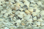 Thu nhập cao từ nghề nuôi ngao