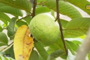 Bảo tồn và phát triển giống ổi Bo