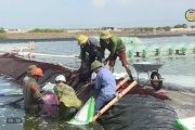 Các xã ven biển tập trung thu hoạch tôm thẻ vụ 2