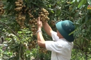 Nhãn lồng Đa Lộc chín sớm, được giá