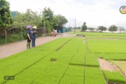  Phát triển dịch vụ mạ khay, cấy máy