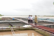 Các hộ chăn nuôi chủ động ứng phó với mưa bão