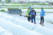 Cơ bản diện tích lúa và rau màu an toàn sau mưa bão