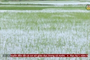 Còn nhiều diện tích lúa bị ngập