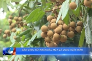 Gần chục tấn nhãn đầu mùa đã được xuất khẩu