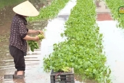 Khắc phục ảnh hưởng của mưa úng cho cây trồng