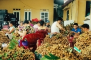 Tỉnh Hưng Yên ước thu trên 50 nghìn tấn nhãn quả