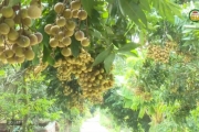 Đổi mới để nâng giá trị nhãn ở Hồng Quang