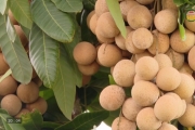 Dư âm một mùa quả ngọt