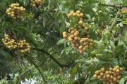 Hành trình quảng bá, lan tỏa thương hiệu nhãn