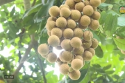 Nhãn Hưng Yên bước vào chính vụ 