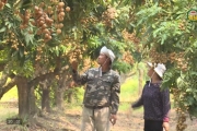 Tôn vinh tri thức trồng và chế biến nhãn lồng Hưng Yên