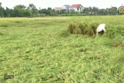 Khắc phục ảnh hưởng của mưa giông đối với lúa mùa