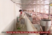 Ngăn chặn, khống chế bệnh dịch tả lợn châu Phi