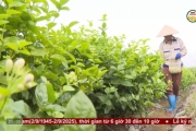 Nông dân liên kết tiêu thụ hoa Nhài