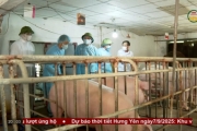 Tập trung quyết liệt phòng, chống dịch tả lợn Châu Phi