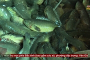 Thu tiền tỉ từ nuôi cá rô đồng