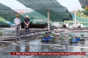 Toàn tỉnh có trên 100ha nuôi tôm công nghệ cao