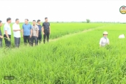 Phòng trừ sâu bệnh, bảo vệ lúa mùa