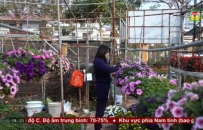 L&agrave;ng hoa v&agrave;o vụ Tết