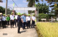 Nghi&ecirc;n cứu, chọn tạo giống l&uacute;a mới th&iacute;ch ứng với biến đổi kh&iacute; hậu