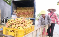 Thu hoạch vải lai chín sớm