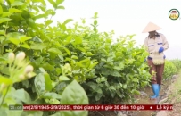 Nông dân liên kết tiêu thụ hoa Nhài