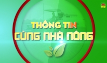 Cách chăm sóc cây có múi giai đoạn ra hoa đậu quả