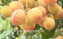 Đặc sản vải trứng Hưng Yên được mùa, được giá