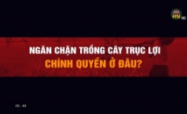 Trồng cây trục lợi - Chính quyền ở đâu?